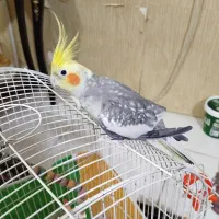 عروس هلندی نر ۸۰۰تومان