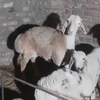 بره نربوری اصل بهترین نژاد وبره بلوچی شاخی|حیوانات مزرعه|زاهدان, |دیوار