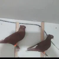 زردسرخ‌‌ ا‌ س‌ ی‌ ن‌ م‌