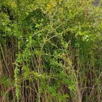 توزیع نهال سنجدسیب زیتون پسته بادام انگور غرب نهال