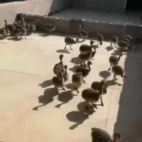 جوجه شترمرغ