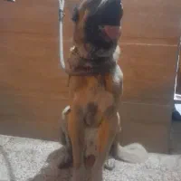 کانگال الابای پژدر