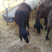 گوسفند زنده|حیوانات مزرعه|ساوه, |دیوار