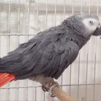 کاسکو کونگو دم قرمز سالم و با اصالت