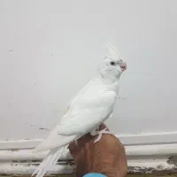 طوطی عروس هلندی|پرنده|سراوان, |دیوار