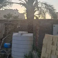 نخل برحی|گل و گیاه طبیعی|اهواز, کیان اباد|دیوار