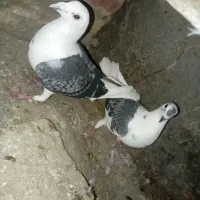 جفت دوکت نروماده