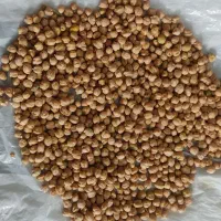 نخود دیم|خوردنی و آشامیدنی|سردرود, |دیوار