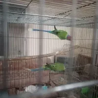 چند جفت ملنگو و گرینجیک مولد