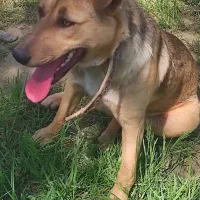 توله سگ نگهبان گرگی درشت هیکل