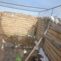 فروشی|پرنده|قره ضیاالدین, |دیوار