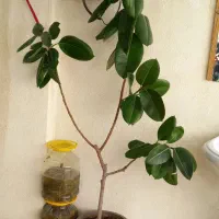 به علت جا در منزل نبود