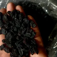 مویز (کشمش) درجه یک تولید امسال فقط عمده