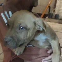 توله سگ پیتبول|سگ|ماهدشت, |دیوار