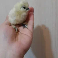 جوجه ابریشمی/محلی/برهما/کاکلی و تخم نطفه دار|حیوانات مزرعه|مراغه, |دیوار