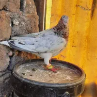سار|پرنده|مشهد, کشاورز|دیوار