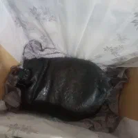 روغن گوسفندی روستای کرمانشاه داررش
