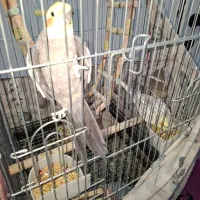 یک جفت عروس هلندی|پرنده|قم, هنرستان|دیوار