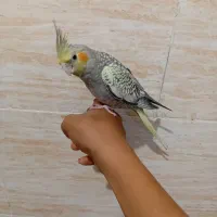 عروس هلندی دستی نر|پرنده|شیراز, کیان شهر|دیوار