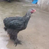 برهما بلک|حیوانات مزرعه|محمدبار, |دیوار