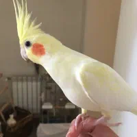 عروس هلندی گمشده