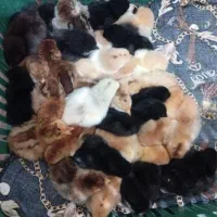 جوجه محلی
