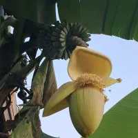 درخت موز طبیعی بارور