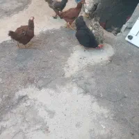 مرغ و خروس