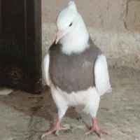 کبوتر طوقی|پرنده|شهرکرد, |دیوار