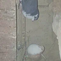 گم شدن کبوتر ۱۵جفت