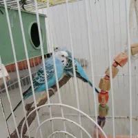 مرغ عشق نر و ماده سالم باهم با قفس|پرنده|بندر انزلی, آخرخط|دیوار