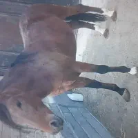 اسب نریان کورد سه ساله|اسب و تجهیزات اسبسواری|شاهین دژ, |دیوار