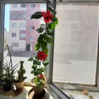 گل طبیعی شاداب|گل و گیاه طبیعی|سهند, |دیوار