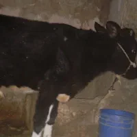 گاو و گوساله نر|حیوانات مزرعه|صحنه, |دیوار