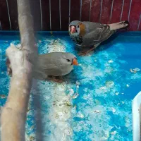 فنج|پرنده|خرم‌آباد, |دیوار