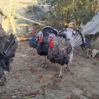 بوقلمون نروماده|حیوانات مزرعه|زهک, |دیوار