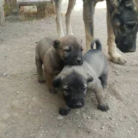 سرابی بینظیر|سگ|تهران, بوستان ولایت|دیوار