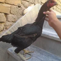 مرغ لاری