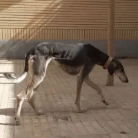 تازی سالوکی ماده شکارزن تیزسرعتی بشرط تست۱سالونیمه