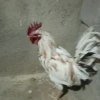 خروس گلین|حیوانات مزرعه|چهاردولی, |دیوار