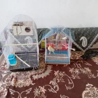 پرنده|پرنده|چناران, |دیوار