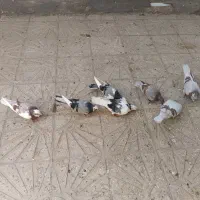 ۷ تا کفتر|پرنده|خاوران, |دیوار