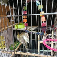 عروس هلندی نر و ماده