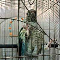 گرینچیک تراکوییس یلوساید با قفس بزرگ