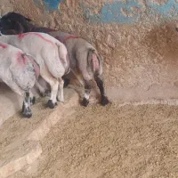 بره ماده نژاد ترکی (بیضا)|حیوانات مزرعه|سپیدان, |دیوار