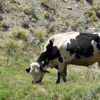 گاوباگوساله|حیوانات مزرعه|سنندج, |دیوار