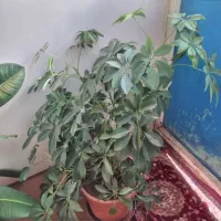 گل طبیعی|گل و گیاه طبیعی|خلخال, |دیوار