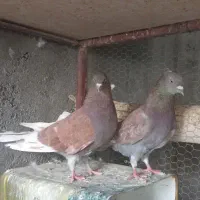 نرماده پرشی