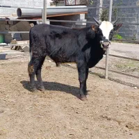 ورزا کوله چالوسی گاو نر