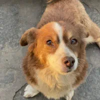 سگ اشپیتز|سگ|پردیس, فاز ۱|دیوار